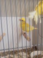 Te koop  2 gele poppen en 1 gele man, Dieren en Toebehoren, Meerdere dieren, Kleurkanarie