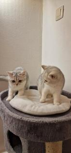 2x Silver Shaded Britse Korthaar kittens (m/v), Dieren en Toebehoren, Katten en Kittens | Raskatten | Korthaar, Meerdere dieren