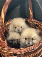 Super lieve, leuke, schattige puppy’s, Keeshond, Reu, 8 tot 15 weken, Meerdere