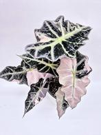 Alocasia Polly Pink Variegation, Ophalen of Verzenden, Overige soorten, Minder dan 100 cm