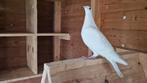 witte postduiven, Dieren en Toebehoren, Vogels | Duiven, Meerdere dieren, Postduif
