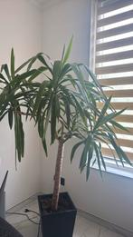Yucca, Ophalen of Verzenden, Overige soorten, 150 tot 200 cm
