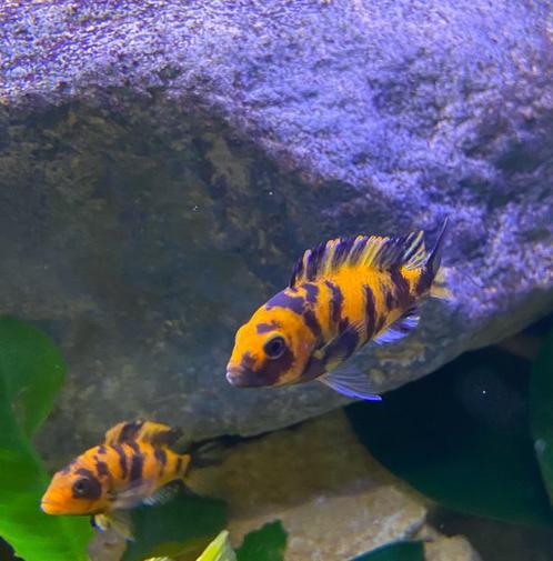 Metriaclima Estherae OB, Dieren en Toebehoren, Vissen | Aquariumvissen, Vis