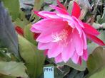 epiphyllum (bladcactus) planten vanaf 1 euro, Ophalen, Vetplant, Halfschaduw, In pot