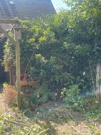 Gratis twee boompjes ongeveer 2 meter op de gok!, Tuin en Terras, Ophalen, Halfschaduw, Overige soorten, 100 tot 250 cm