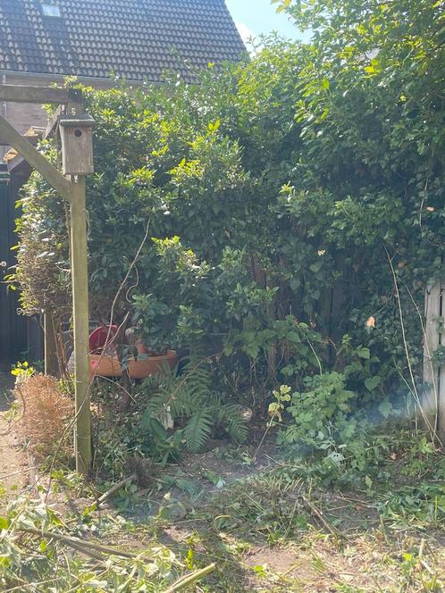 Gratis twee boompjes ongeveer 2 meter op de gok!, Tuin en Terras, Planten | Bomen, Overige soorten, 100 tot 250 cm, Halfschaduw