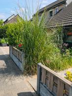 Gratis - Volwassen Siergras Pampasgras Met Pluimen, Ophalen, Volle zon, Vaste plant, Siergrassen