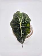 Alocasia Polly, Ophalen of Verzenden, Overige soorten, Minder dan 100 cm