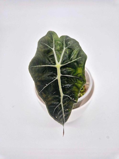 Alocasia Polly, Huis en Inrichting, Kamerplanten, Overige soorten, Minder dan 100 cm, Ophalen of Verzenden