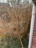 Vlinderstruik, Tuin en Terras, Planten | Bomen, Overige soorten, 100 tot 250 cm, Zomer, Ophalen