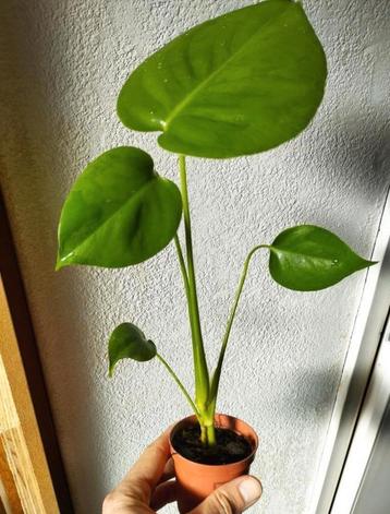 Monstera deliciosa en deliciosa Tauerii beschikbaar voor biedingen