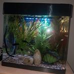 Aquarium, Ophalen of Verzenden, Nieuw, Gevuld zoetwateraquarium