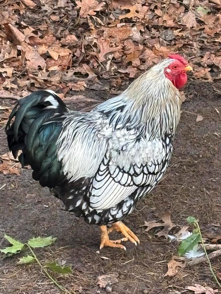 Wyandotte heer van 1,5 zoekt nieuwe woning, Dieren en Toebehoren, Pluimvee, Kip, Mannelijk