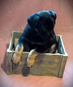 ️ Prachtige duitse herder pups ️, Parvo, 8 tot 15 weken, Meerdere, Meerdere dieren