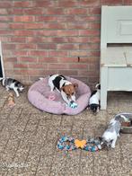 Super speelse gezonde Jackrussel pups 7 weken plus, Rabiës (hondsdolheid), Jack Russell Terriër, 8 tot 15 weken, Meerdere