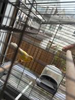 kanarie, Dieren en Toebehoren, Mannelijk, Zangkanarie