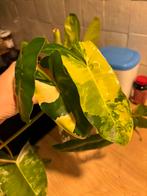 Philondendron Burle Marx variegata stek, Huis en Inrichting, Kamerplanten, Ophalen, Halfschaduw, Minder dan 100 cm