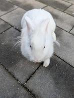 Lief vrouwtjes konijn 4 maanden oud, Dieren en Toebehoren, Vrouwelijk