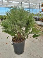 Chamaerops Humulis palm pot40, 100 tot 250 cm, Zomer, Palmboom, Ophalen