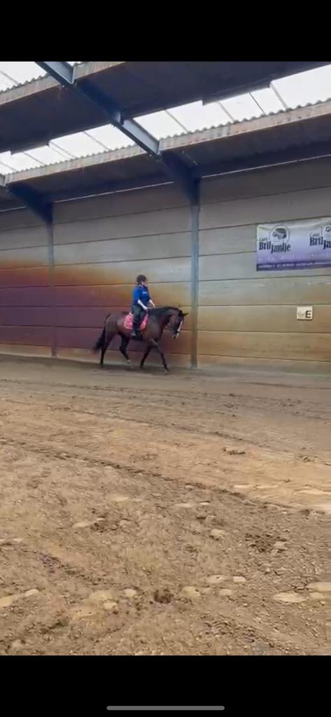 Lieve merrie zoekt nieuw huisje, Dieren en Toebehoren, Paarden, Merrie, B, 160 tot 165 cm, 11 jaar of ouder, Dressuurpaard, Met stamboom