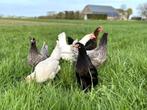 Jonge tamme groenleggers kippen te koop gesekst en ingeënt, Dieren en Toebehoren, Pluimvee, Kip, Vrouwelijk