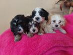 prachtige maltipoo pups    ( maltezer x poedel ), Maltezer, Nederland, CDV (hondenziekte), 8 tot 15 weken