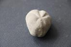 fossiele zee-egel wereld, Verzamelen, Mineralen en Fossielen, Ophalen of Verzenden, Fossiel