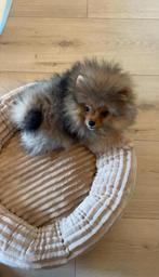 Pomeriaan Reutje te koop, Dieren en Toebehoren, Honden | Chihuahua's en Gezelschapshonden, Rabiës (hondsdolheid), 15 weken tot 1 jaar