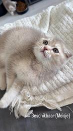 Scottish fold, Dieren en Toebehoren