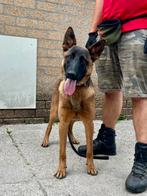 Lieve , actieve Mechelse Herder teef te koop, Dieren en Toebehoren, Honden | Herdershonden en Veedrijvers, 15 weken tot 1 jaar