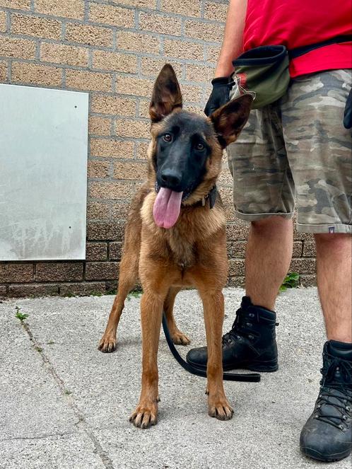 Lieve , actieve Mechelse Herder teef te koop, Dieren en Toebehoren, Honden | Herdershonden en Veedrijvers, Teef, Herder, Particulier