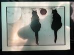 KATTEN POSTER VAN DUN METAAL 70X50 cm, Ophalen