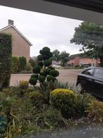 bol conifeer, Tuin en Terras, Bloeit niet, Halfschaduw, 100 tot 250 cm, Overige soorten