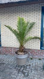Phoenix palm in pot €125, Ophalen, Bloeit niet, Overige soorten, Volle zon