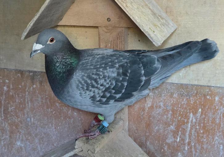 KOPPEL POSTDUIVEN, Dieren en Toebehoren, Vogels | Duiven, Postduif, Meerdere dieren