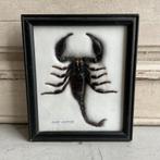 Sale ingelijste schorpioen *tres belle*, Verzenden