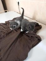 Mooie grijze kittens .poesjes., Dieren en Toebehoren, Katten en Kittens | Overige Katten, Poes, 0 tot 2 jaar