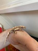 Crested gecko tricolor Lilly White wimpergekko, Dieren en Toebehoren, Hagedis, 0 tot 2 jaar