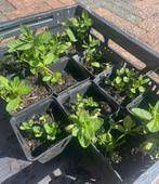 Biologische munt stekjes moestuin, Ophalen of Verzenden, Zomer, Kruiden, Volle zon