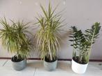 3 x kamerplanten, Ophalen, Rond, Zo goed als nieuw, Minder dan 40 cm