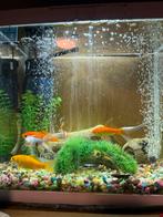 Koy vis, Dieren en Toebehoren, Vissen | Aquaria en Toebehoren, Ophalen of Verzenden