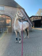 Knappe spaanse merrie, Dieren en Toebehoren, Paarden, Merrie, Recreatiepaard, 3 tot 6 jaar