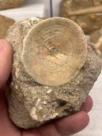 Haaien wervel, Verzamelen, Mineralen en Fossielen, Ophalen of Verzenden, Fossiel