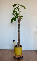 Plant - Acquatic Pachira, Ophalen, Overige soorten, Minder dan 100 cm