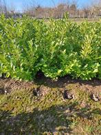 Laurierstruiken, Tuin en Terras, Planten | Struiken en Hagen, Ophalen of Verzenden, Liguster