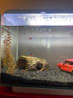 Aquarium incl, Dieren en Toebehoren, Vissen | Aquaria en Toebehoren, Ophalen, Zo goed als nieuw, Gevuld zoetwateraquarium