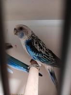 Blauwe rosellas rosella koppel prachtrosella, Meerdere dieren, Parkiet