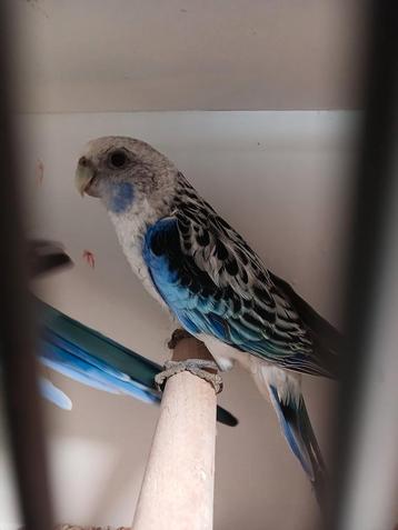 Blauwe rosellas rosella koppel prachtrosella beschikbaar voor biedingen