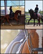 Plek vrij voor trainings-/wedstrijdpaard. Ruiter aangeboden, Diensten en Vakmensen, Dieren | Paarden | Verzorging, Oppas en Les