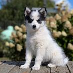 Mooie pomsky pups, Dieren en Toebehoren, Honden | Poolhonden, Keeshonden en Oertypen, Rabiës (hondsdolheid), 8 tot 15 weken, Poolhond
